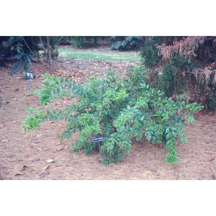 Agarista populifolia - Florida leucothoe