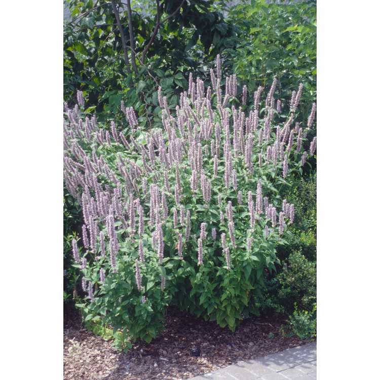 Agastache 'Blue Fortune' - anise hyssop