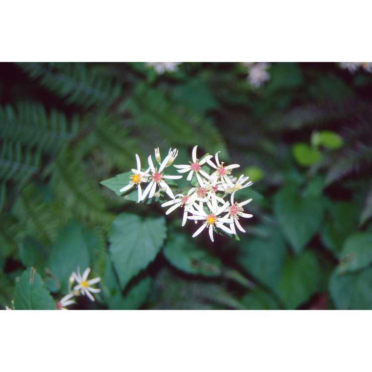 Eurybia divaricata - white woodland aster