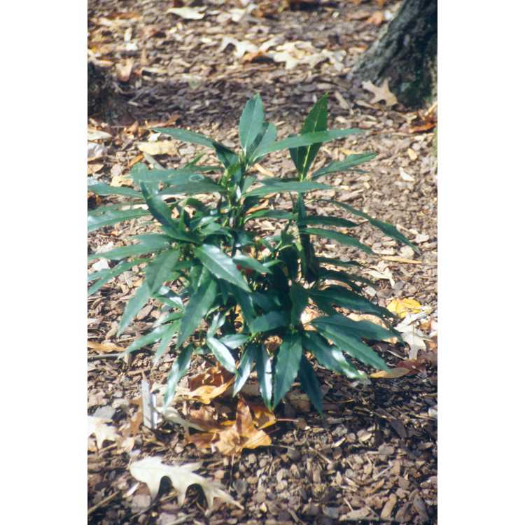 Aucuba japonica f. longifolia - narrowleaf Japanese aucuba