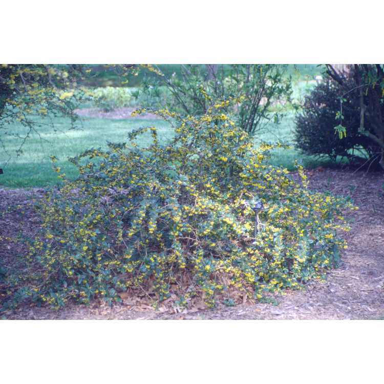 Berberis ×gladwynensis 'William Penn'