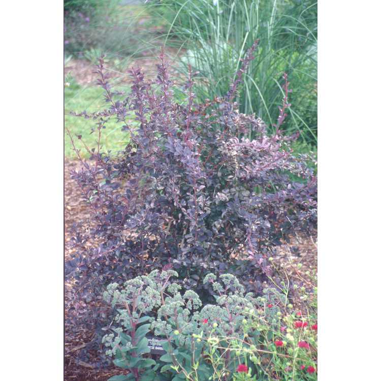 Berberis ×ottawensis 'Silver Miles' - variegated Ottawa barberry