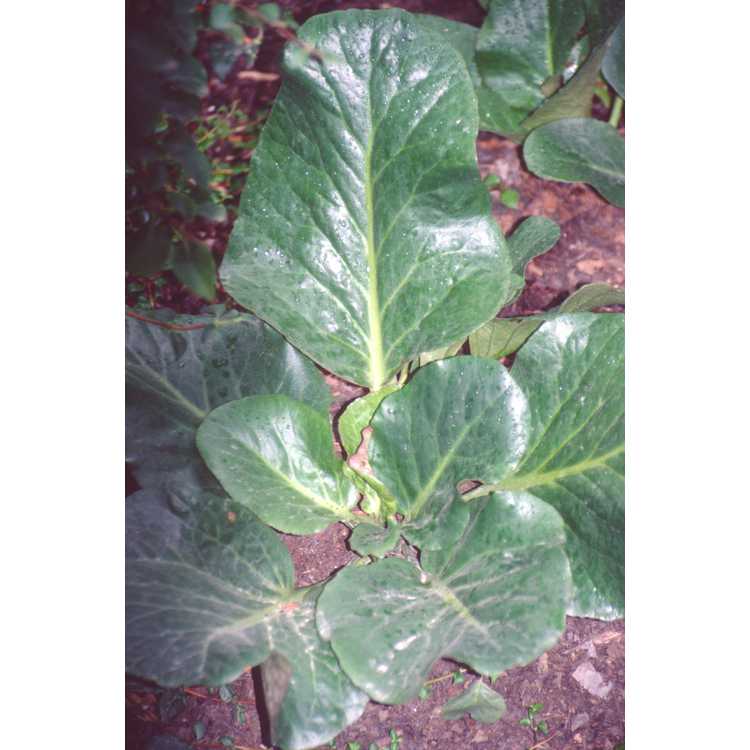 <em>Bergenia cordifolia</em>