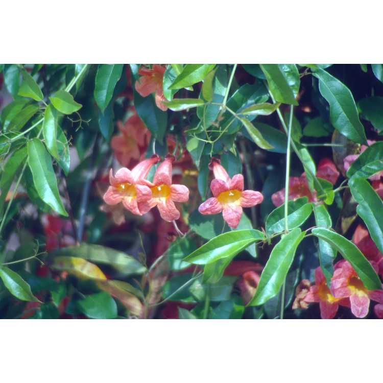 Bignonia capreolata 'Tangerine Beauty' - crossvine