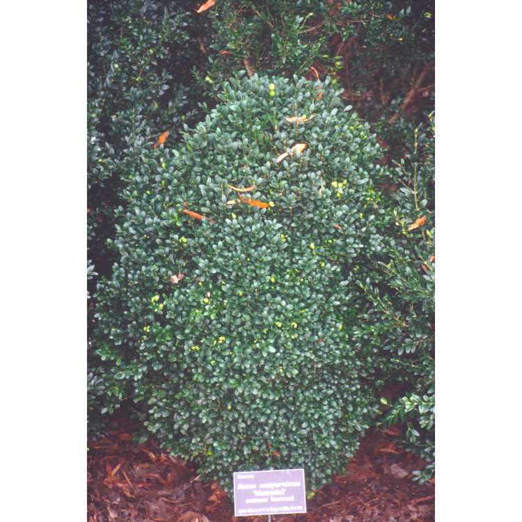 Buxus sempervirens 'Memorial' - common boxwood