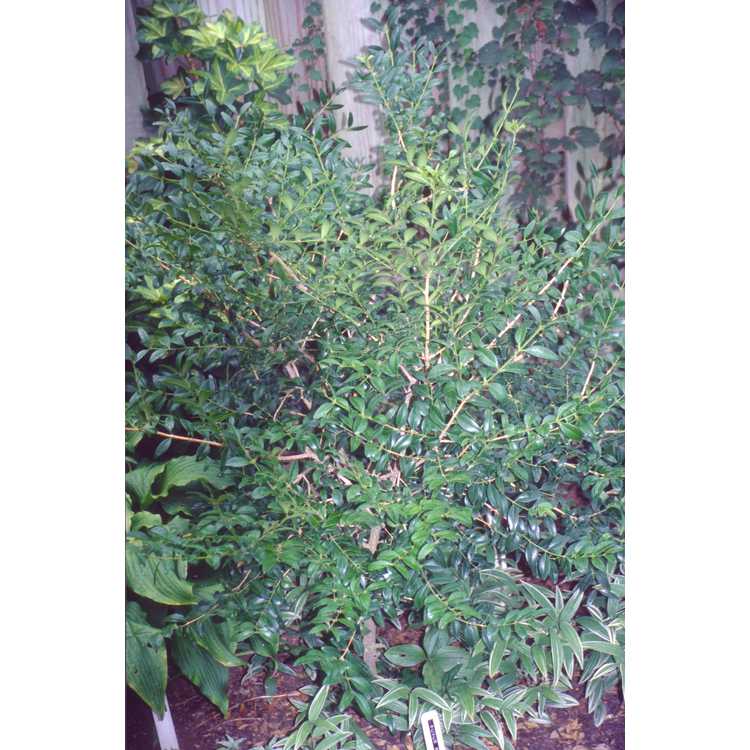 Buxus sinica - Chinese boxwood