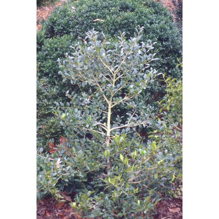 Buxus sinica - Chinese boxwood