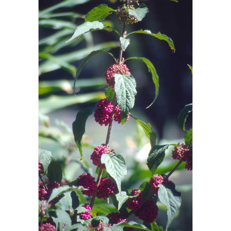 Callicarpa japonica 'Heavy Berry'