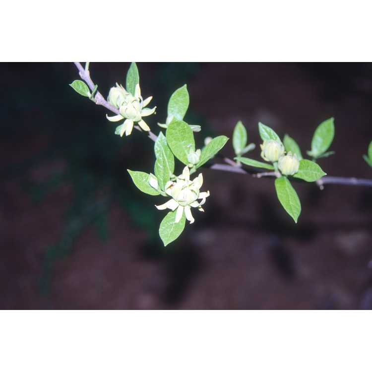 Calycanthus floridus 'Athens' - yellow common sweetshrub