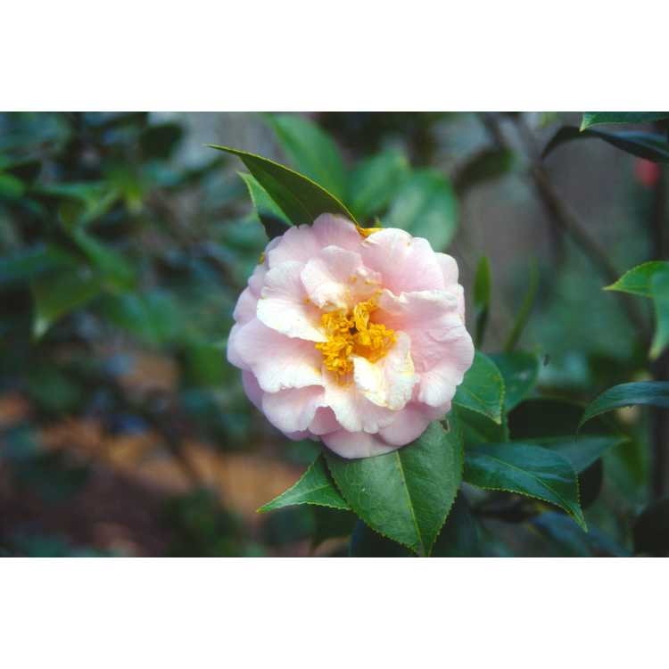 Camellia ×williamsii 'Taylor's Perfection'