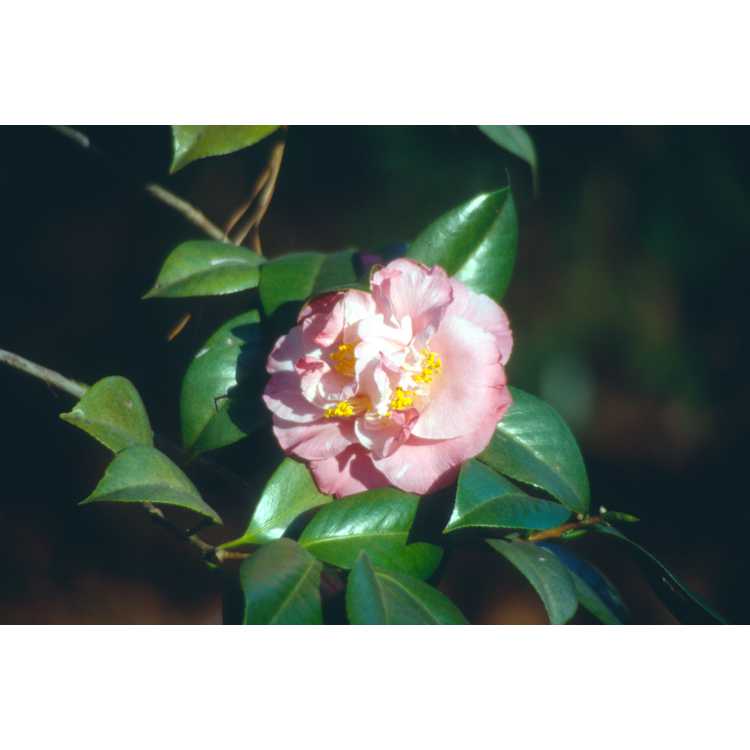 <em>Camellia japonica</em> 'Nina Avery'