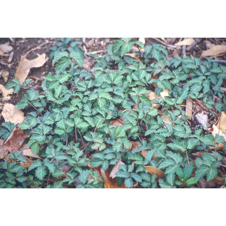 Cardamine diphylla - toothwort