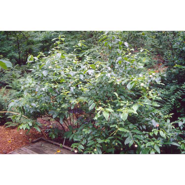 Cephalanthus occidentalis - common buttonbush