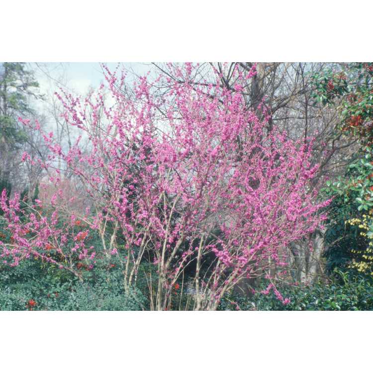 Cercis chinensis