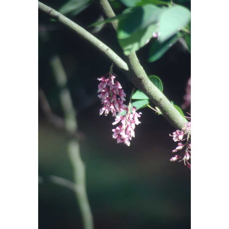 Cercis racemosa - chain-flowered redbud