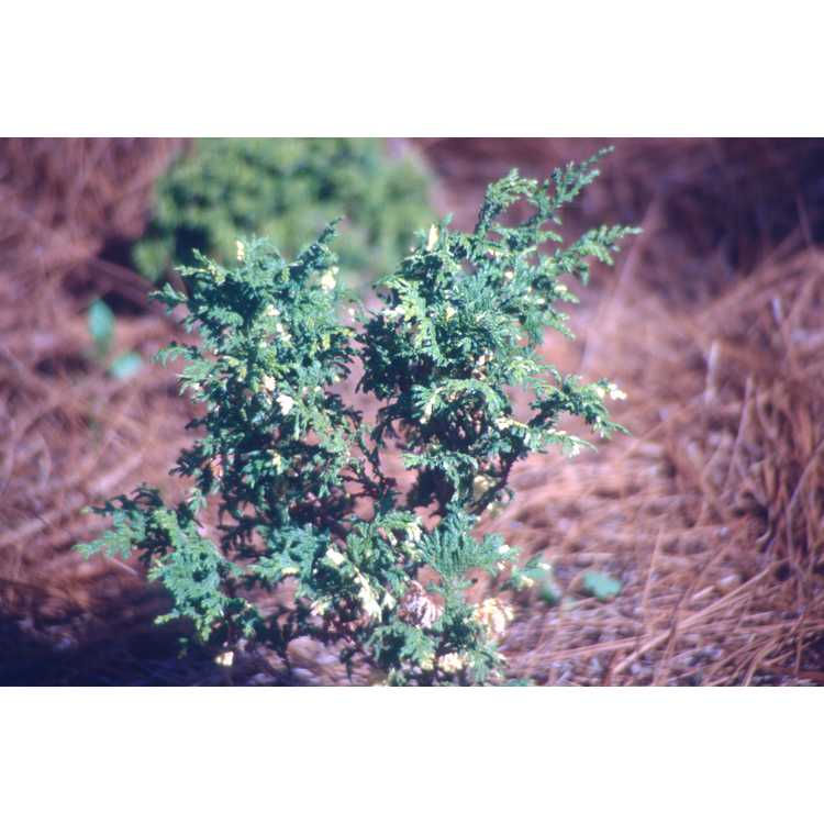 variegated Sawara falsecypress