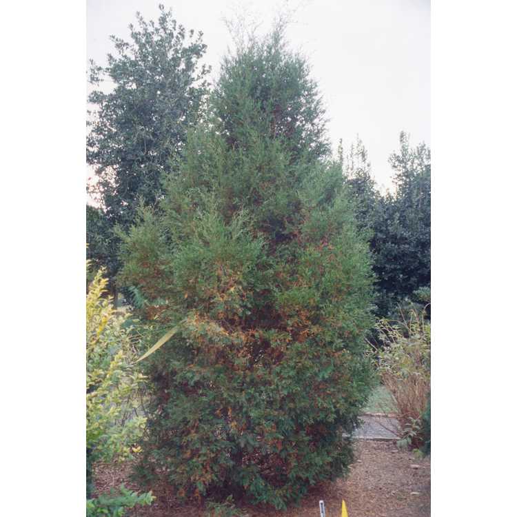 Chamaecyparis thyoides - Atlantic white-cedar