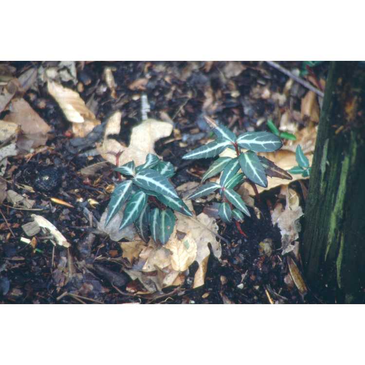 Pyrolaceae