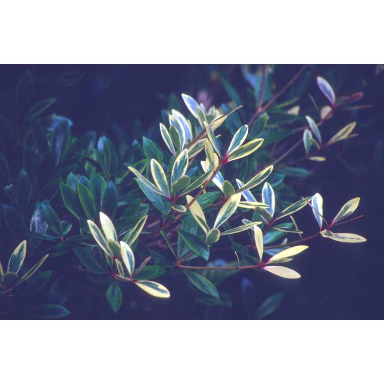 Cleyera japonica 'Variegata'