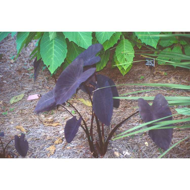 Colocasia esculenta 'Black Magic' - purple elephant ear