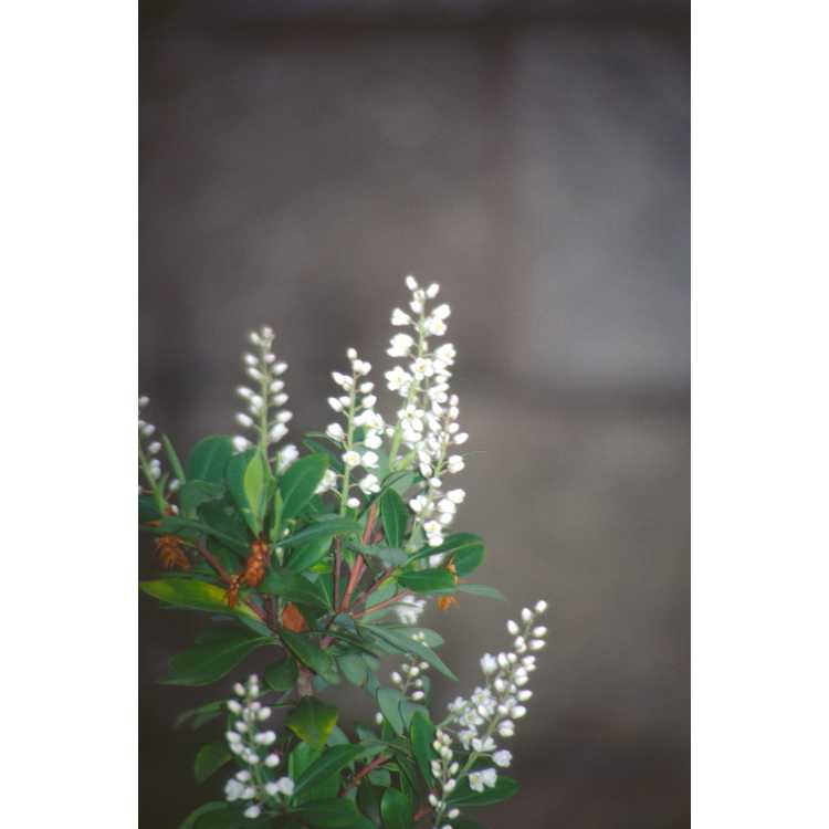 <em>Cliftonia monophylla</em>