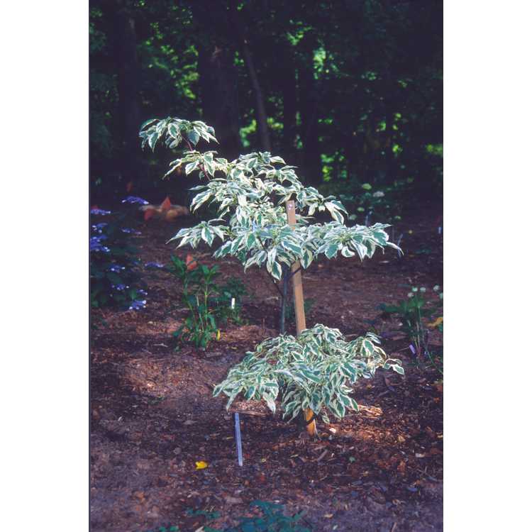 variegated giant dogwood
