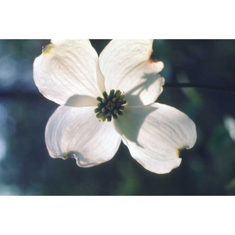 Cornus florida - flowering dogwood