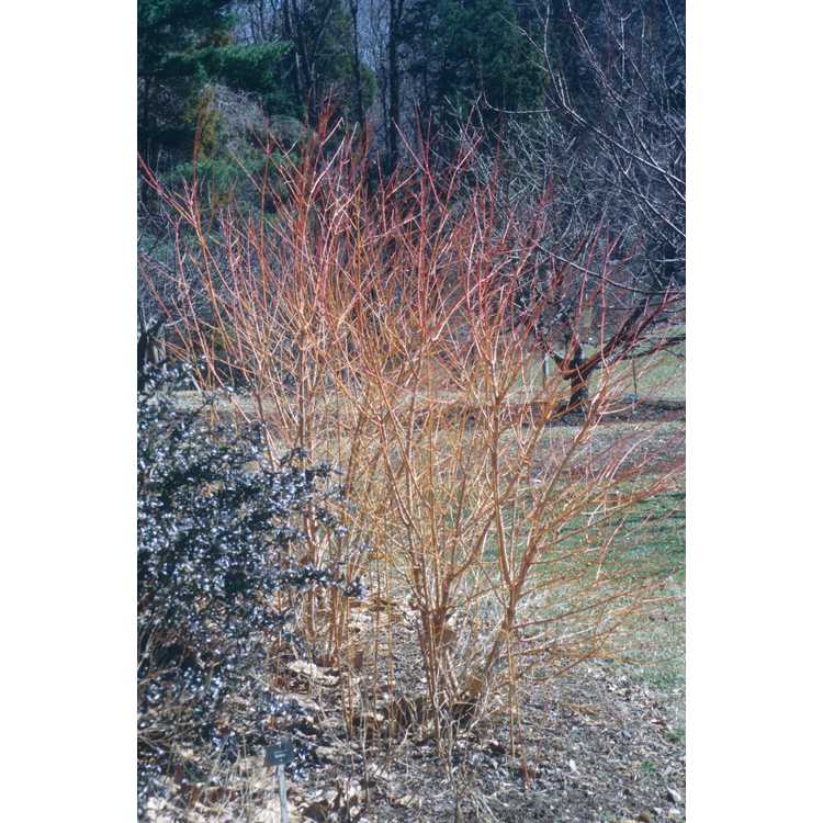 Cornus sanguinea 'Midwinter Fire' - bloodtwig dogwood