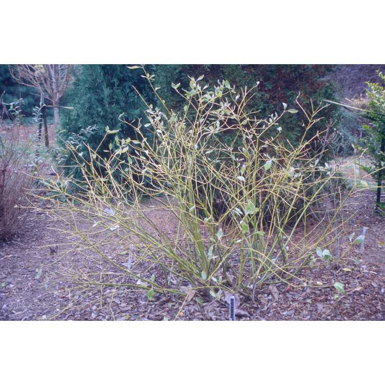Cornus stolonifera 'Silver and Gold' - variegated yellow-twig osier dogwood