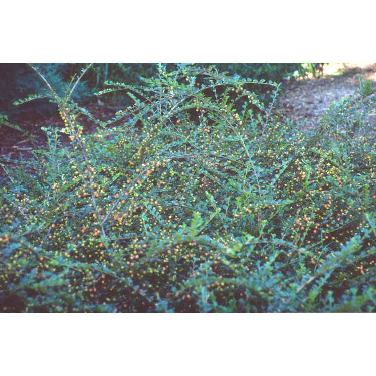 Cotoneaster horizontalis - rockspray cotoneaster