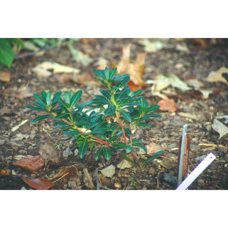Craibiodendron yunnanensis