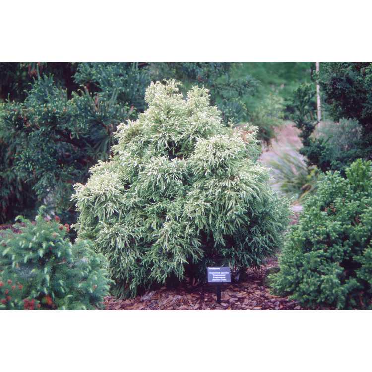 variegated compact Japanese-cedar