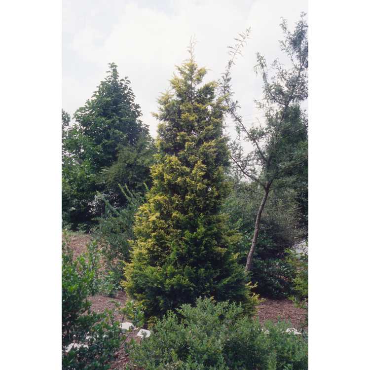 golden Leyland cypress