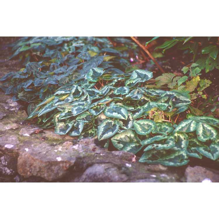 <em>Cyclamen hederifolium</em>