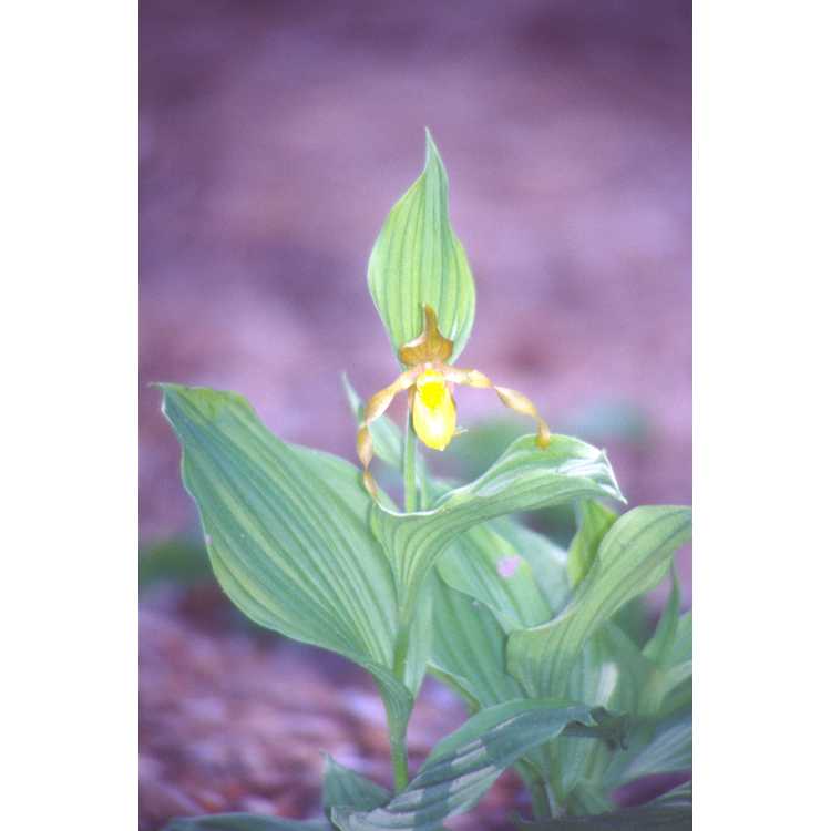 yellow lady's-slipper orchid