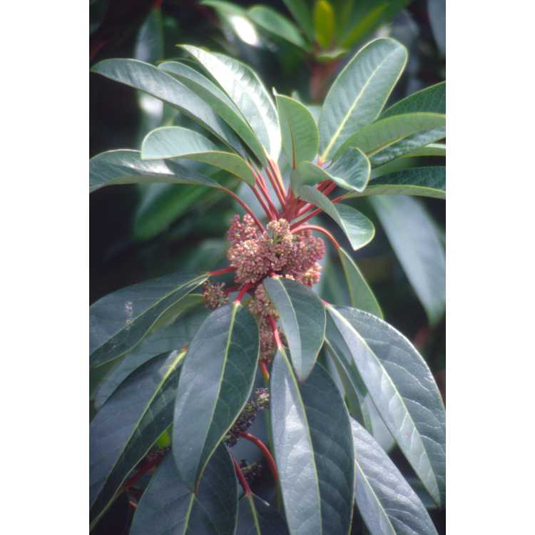 Daphniphyllum macropodum - courtesy-leaf