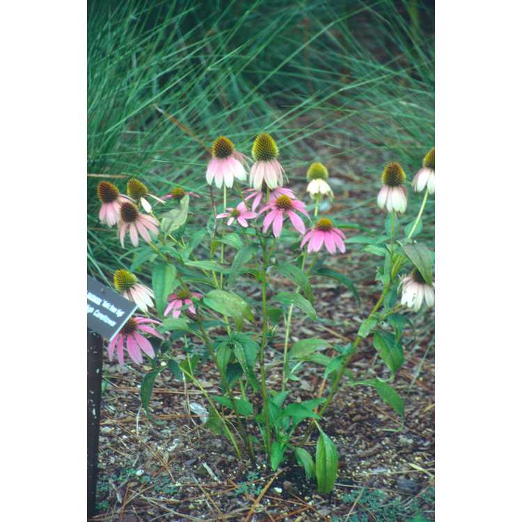 <em>Echinacea purpurea</em> 'Kim's Knee High'