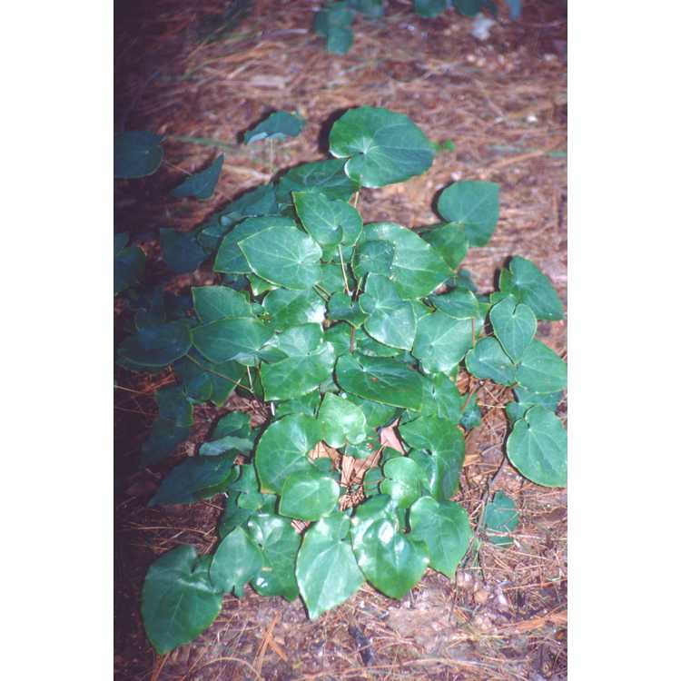 Epimedium ×perralchicum - barrenwort