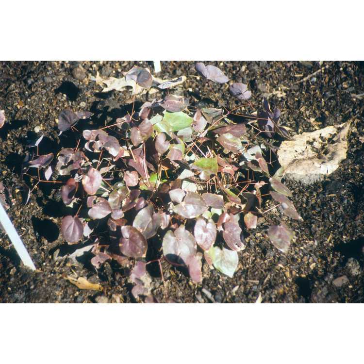 Epimedium ×versicolor 'Sulphureum'