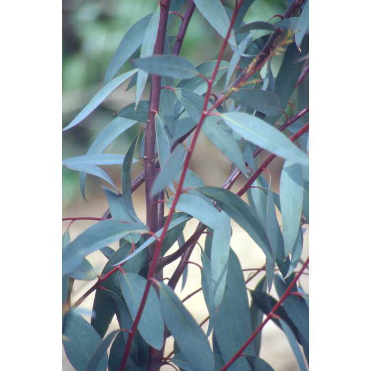 <em>Eucalyptus pauciflora</em> subsp.<em> niphophila</em>