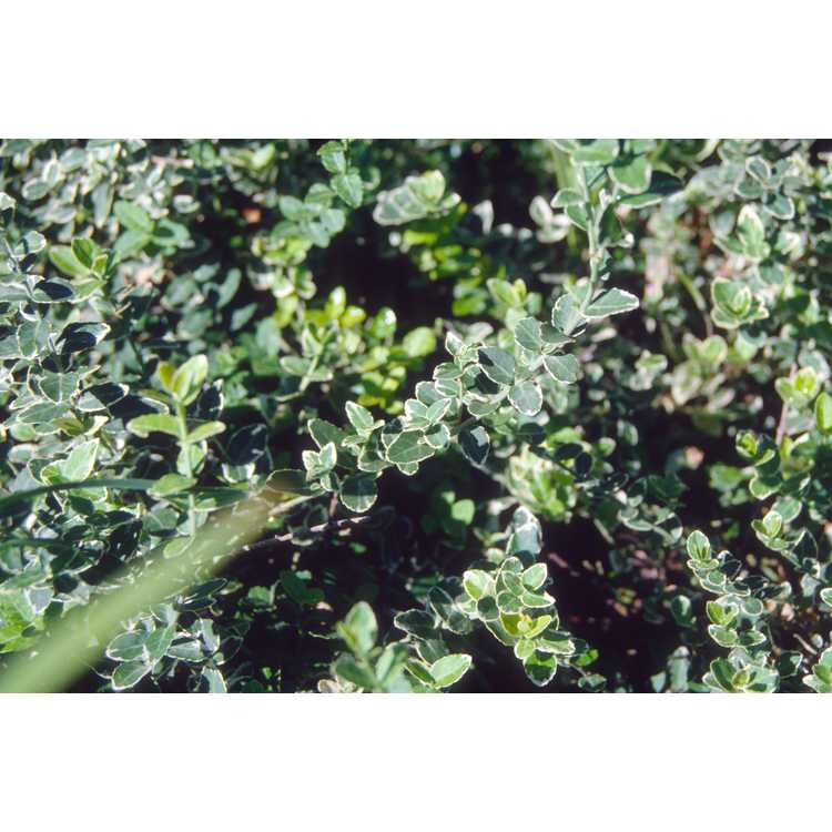 Euonymus fortunei 'Emerald Gaiety' - wintercreeper euonymus