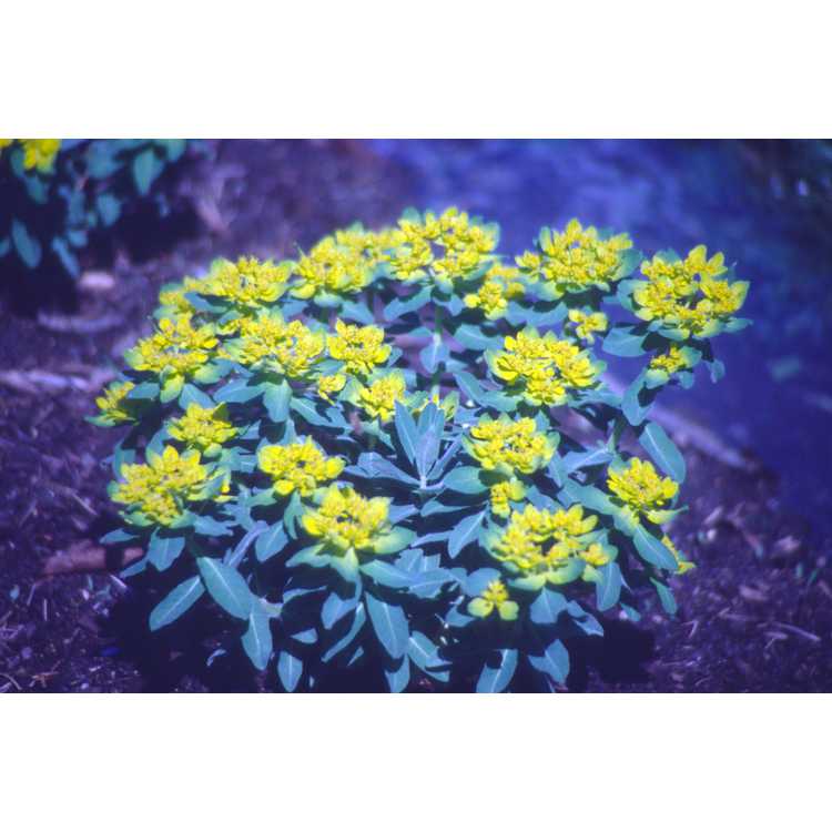 Euphorbia polychroma - cushion spurge