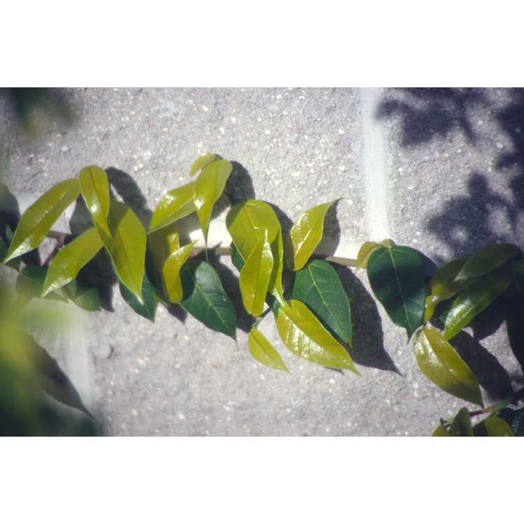 <em>Ficus sarmentosa</em> var.<em> nipponica</em>