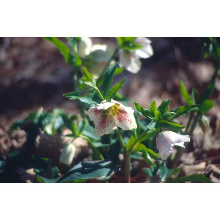 Helleborus ×hybridus