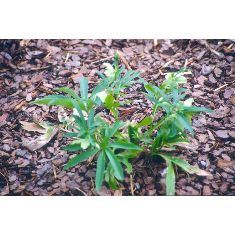 Helleborus viridis - green hellebore