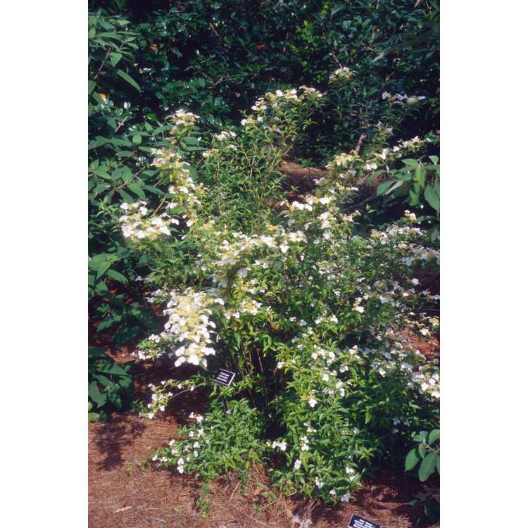 Hydrangea luteovenosa - sweet hydrangea