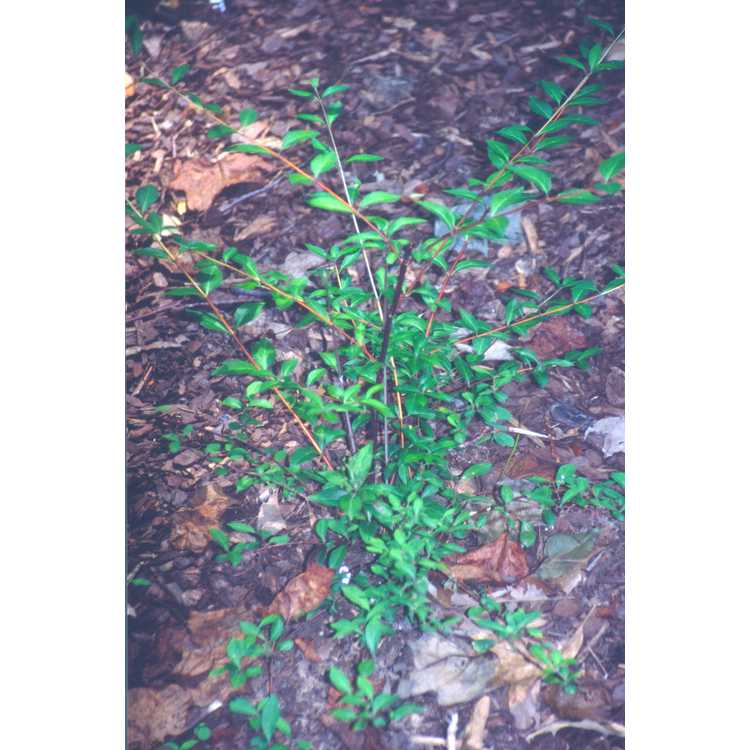 Hydrangea luteovenosa - sweet hydrangea