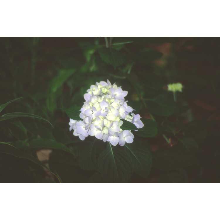 Hydrangea macrophylla 'Decatur Blue'
