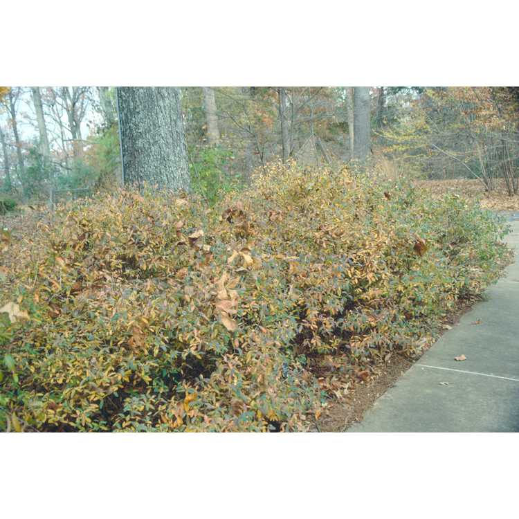 Hypericum frondosum - golden St. John's-wort