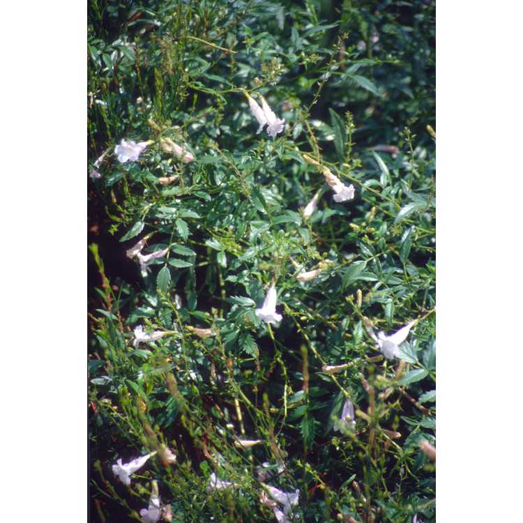 Bignoniaceae